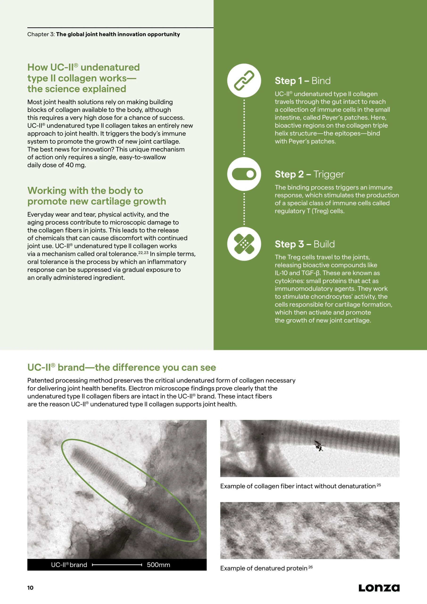 UC-II clinical proof for cartilage support and joint function